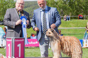 Årets Import Poil Long