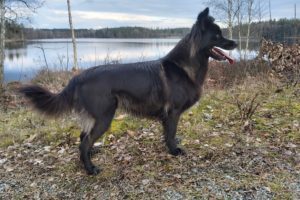 Årets Face rase